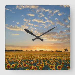 Sunflower Field at Sunset Quadratische Wanduhr