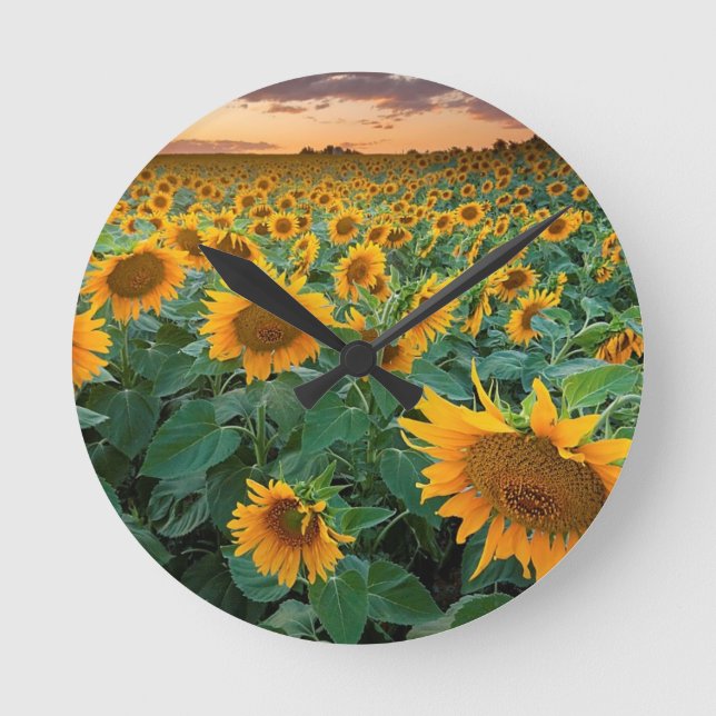 Sunflower Field in Longmont, Colorado Runde Wanduhr (Vorderseite)