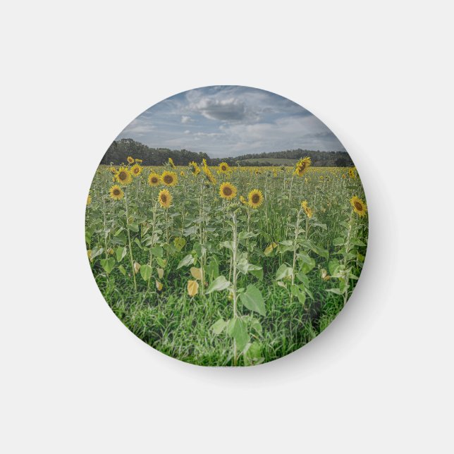 "Sunflower Field" Magnet (Devant)