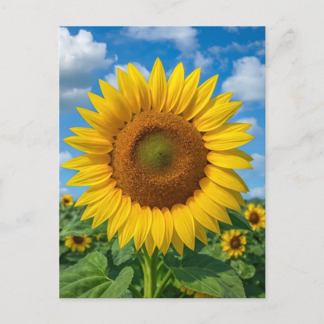 SUNFLOWER FIELD POSTCARD POSTKARTE (Vorderseite)