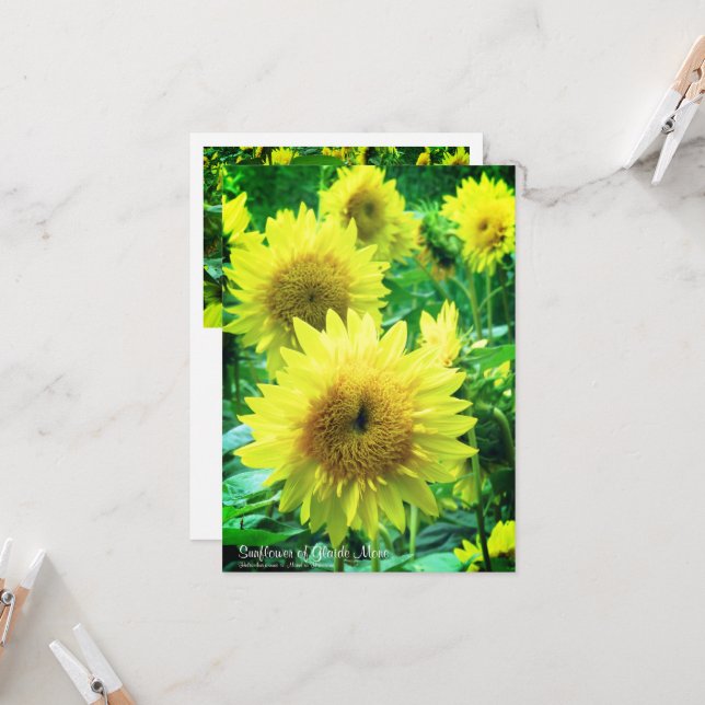 Sunflower：Flat Greeting Card Karte (Vorderseite/Rückseite Beispiel)