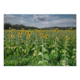 "Sunflower Heaven" Photograph Fotodruck