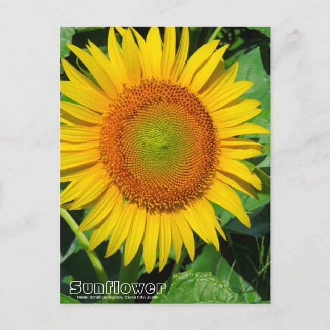 Sunflower ：Postcard Postkarte (Vorderseite)