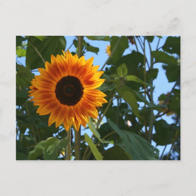 Sunflower Postcard Postkarte (Vorderseite)