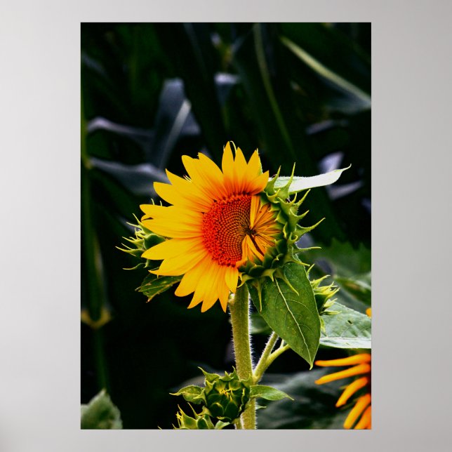 Sunflower Poster (Vorne)
