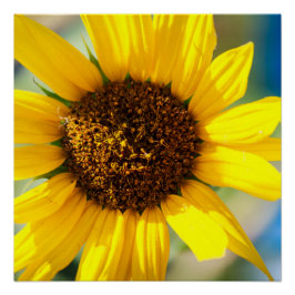 Sunflower Poster