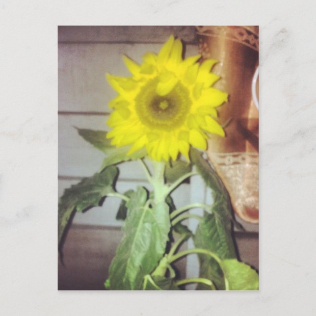 #sunflower postkarte (Vorderseite)