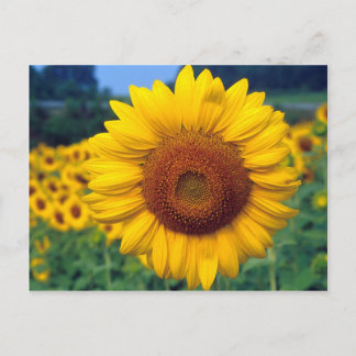 Sunflower Postkarte