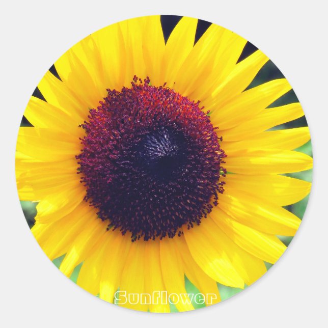 Sunflower：Round Seal Runder Aufkleber (Vorderseite)
