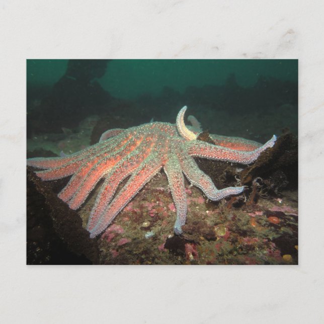 Sunflower Sea Star - Carte postale (Devant)