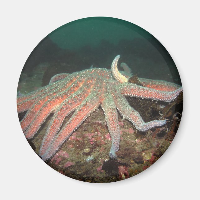 Sunflower Sea Star - Magnet (Devant)
