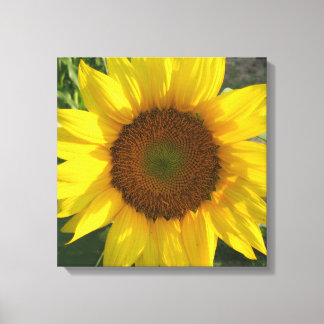 Sunflower Stretched Canvas Print Leinwanddruck