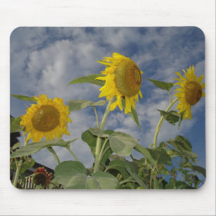 Sunflower Trio Mousepad