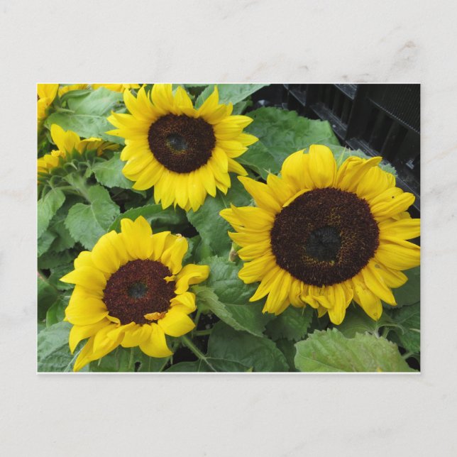 Sunflower Trio Postkarte (Vorderseite)