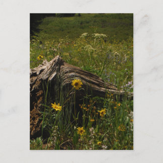 Sunflowers and log postkarte
