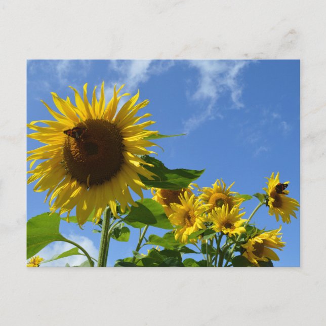 Sunflowers & Butterflies Postkarte (Vorderseite)