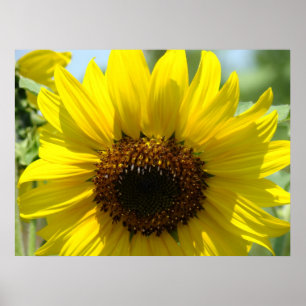 SUNFLOWERS Kunst druckt Gerahmte Leinwand Blume Poster