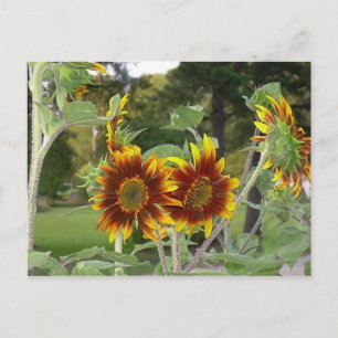SunFlowers Postcard 2 Postkarte