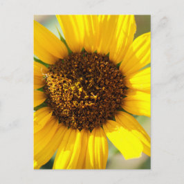 Sunflowers postkarte