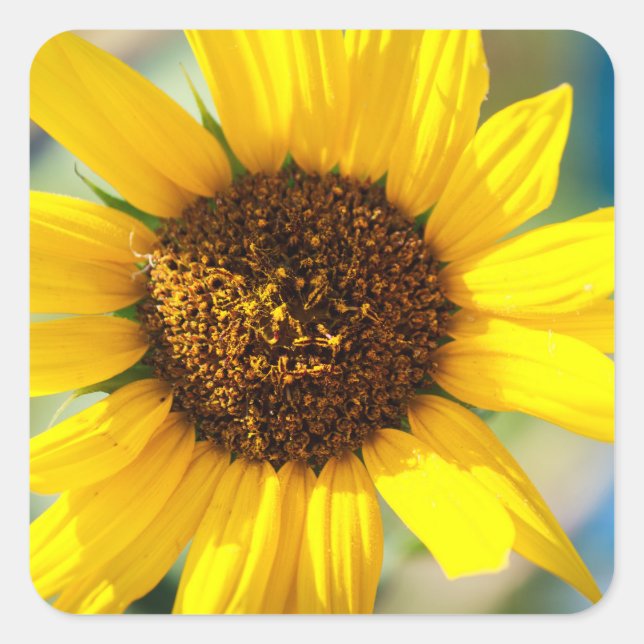 Sunflowers  quadratischer aufkleber (Vorderseite)