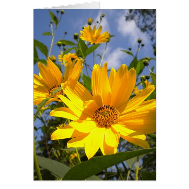 Sunflowers Toutes les occasions Carte (Devant)