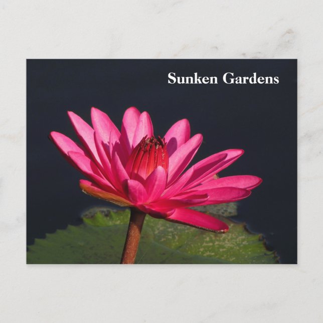 Sunken Gardens rosa Wasserlilie #90N 090 Postkarte (Vorderseite)