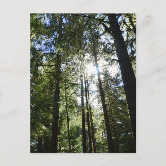 Sunlight Through Pine Trees Feiertagspostkarte (Vorderseite)