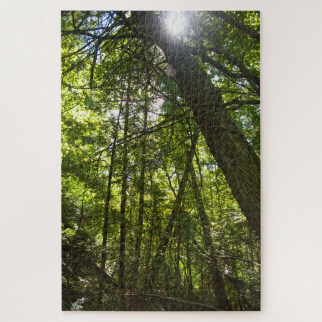 Sunlight Through the Forest Canopy (Vertikal)