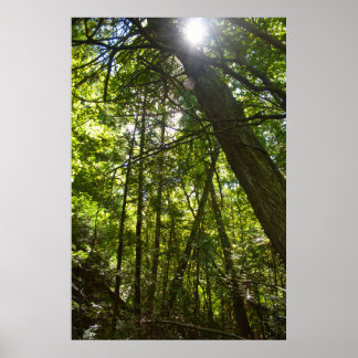 Sunlight Through the Forest Canopy Poster