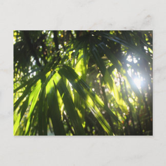 Sunlight Through the Palms Postkarte
