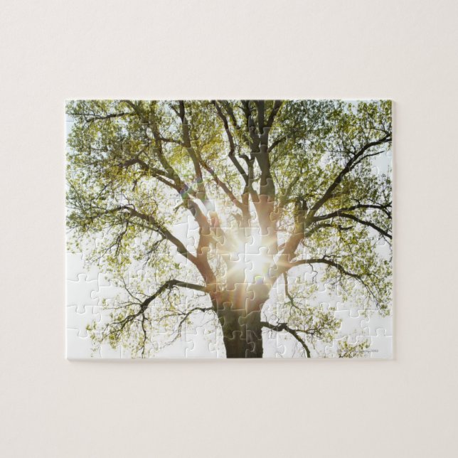 Sunlit Baum (Horizontal)