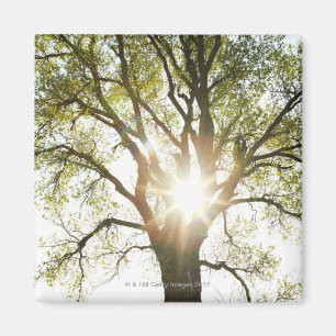 Sunlit Baum Magnet