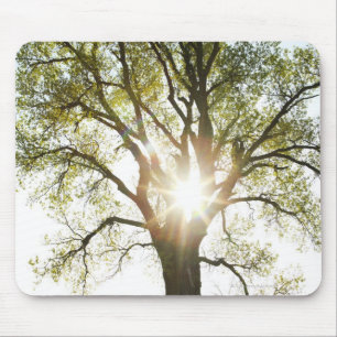 Sunlit Baum Mousepad