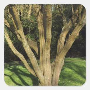 Sunlit Baum Quadratischer Aufkleber