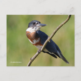 Sunlit Belted Kingfisher Bird auf Zweig Postkarte