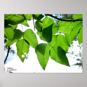 Sunlit Birke verlässt Plakat oder Druck