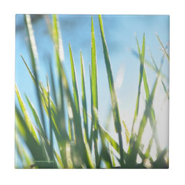 Sunlit Blades Fliese