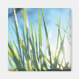 Sunlit Blades Magnet