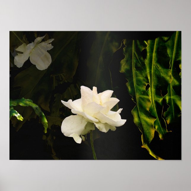 Sunlit Botanische Kunst Print Poster (Vorne)