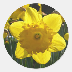 Sunlit Daffodil Runder Aufkleber