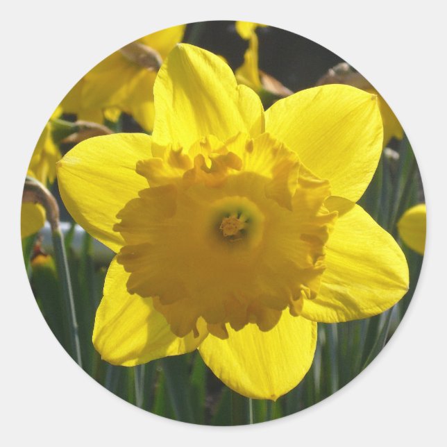 Sunlit Daffodil Runder Aufkleber (Vorderseite)