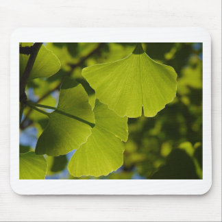 Sunlit Ginkgo-Blätter Mousepad