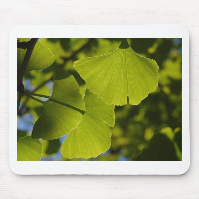 Sunlit Ginkgo-Blätter Mousepad (Vorne)