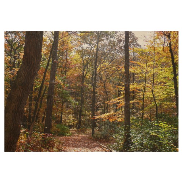 Sunlit Herbstweg im Laurel Hill Staat Park Holzposter (Vorderseite)