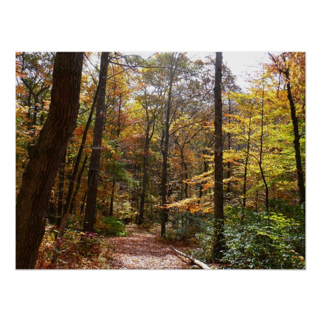 Sunlit Herbstweg im Laurel Hill Staat Park Poster (Vorderseite)