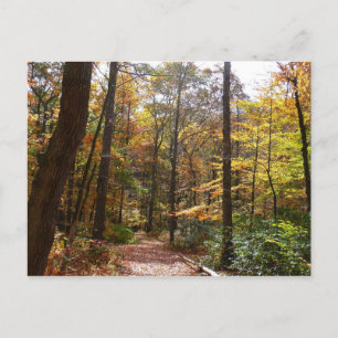 Sunlit Herbstweg im Laurel Hill Staat Park Postkarte