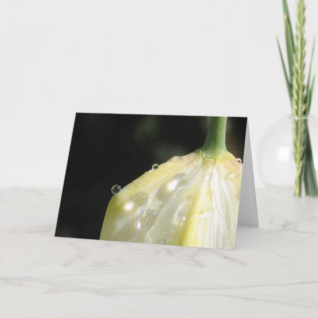 Sunlit Ivory Tulip Elegante Natur Karte (Vorderseite)