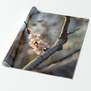 Sunlit Japanisch Apricot Sakura Weiße Blume Geschenkpapier