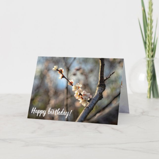 Sunlit Japanisch Apricot Sakura Weiße Blume Karte (Vorderseite)