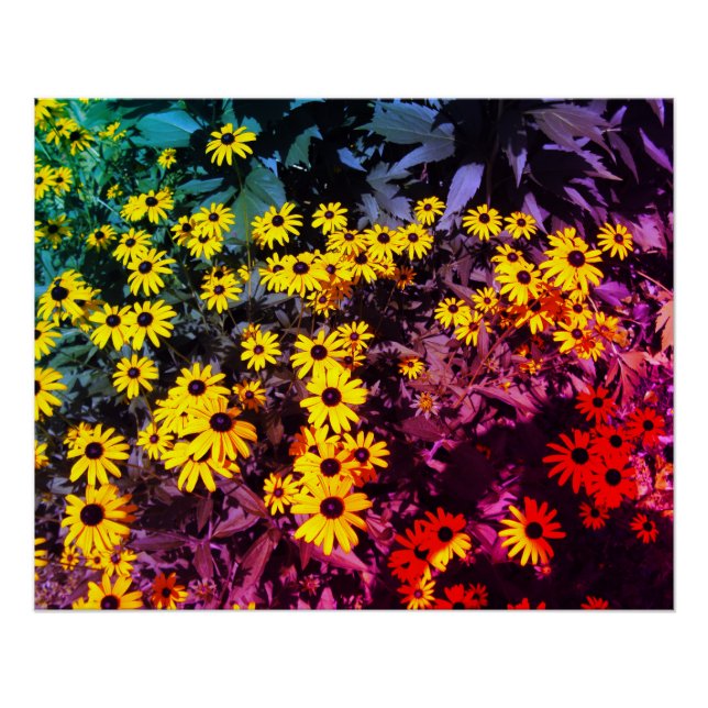 Sunlit Meadow Poster (Vorderseite)